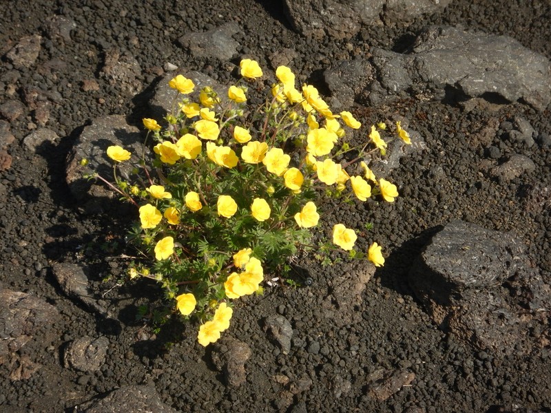 Potentilla vulcanicola photo 5