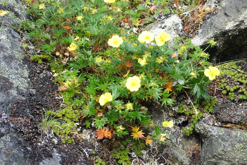 Potentilla vulcanicola photo 6