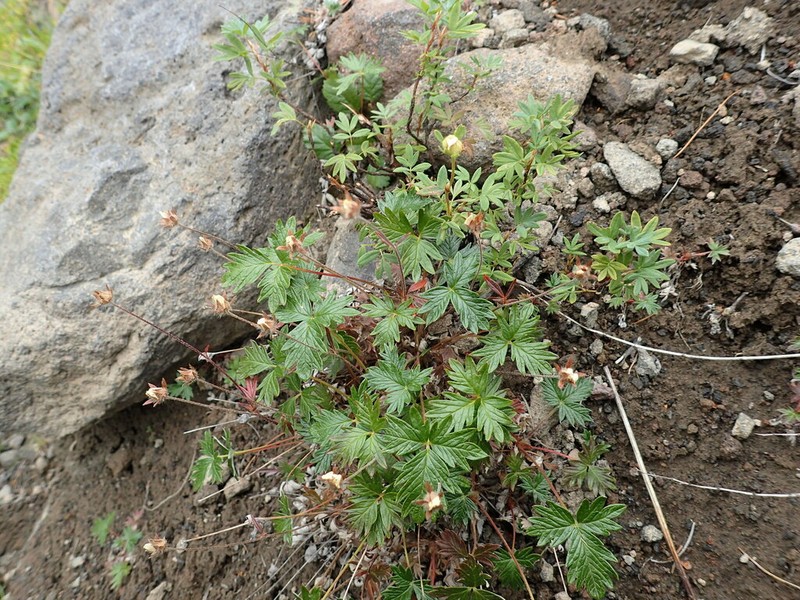 Potentilla vulcanicola photo 7