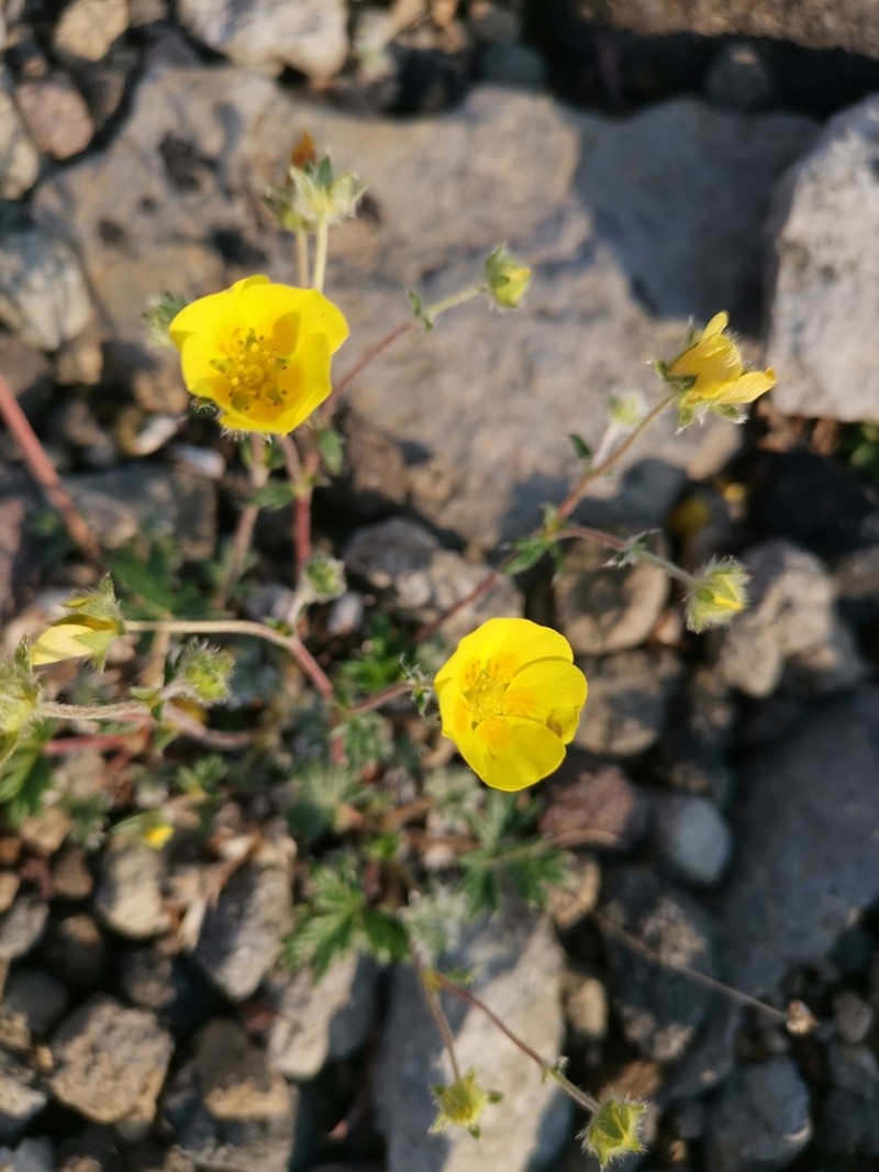 Potentilla vulcanicola photo 8