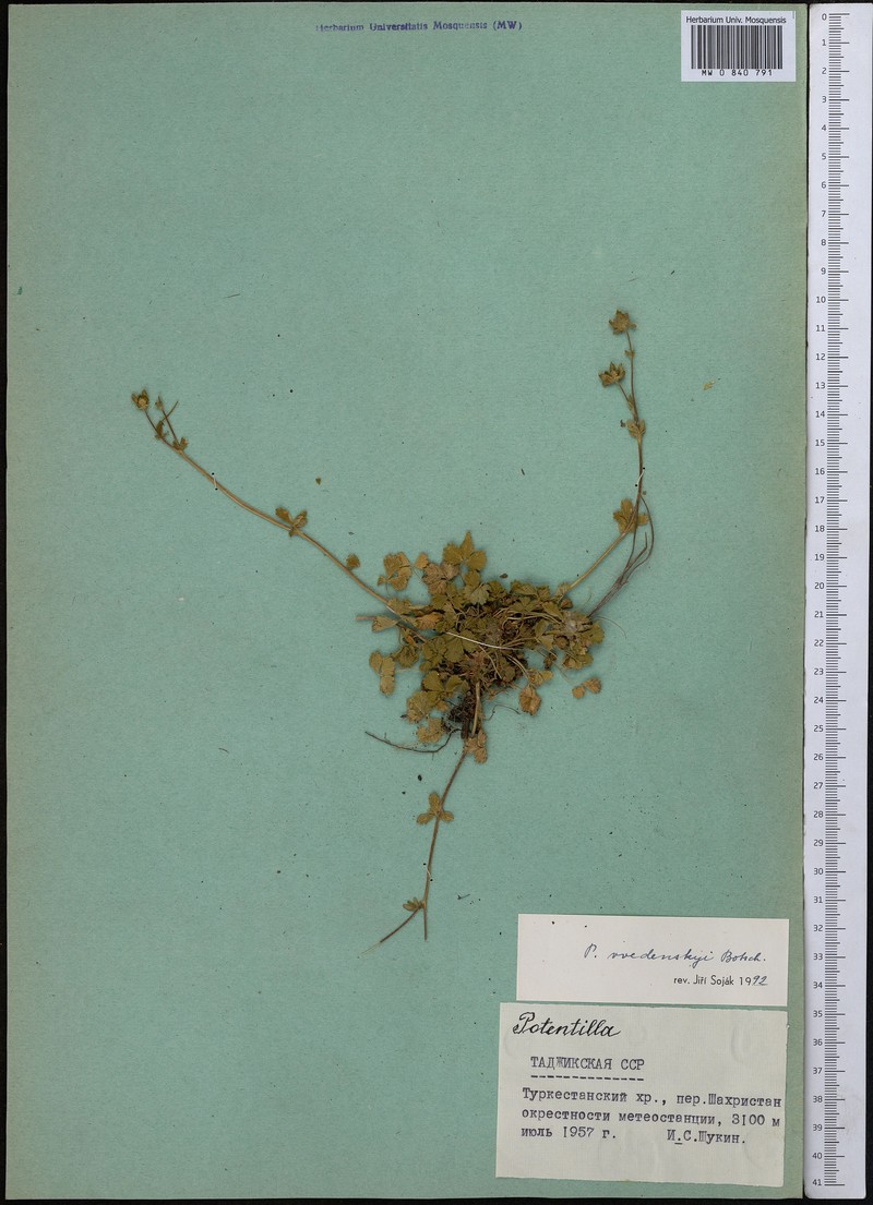 Potentilla vvedenskyi
