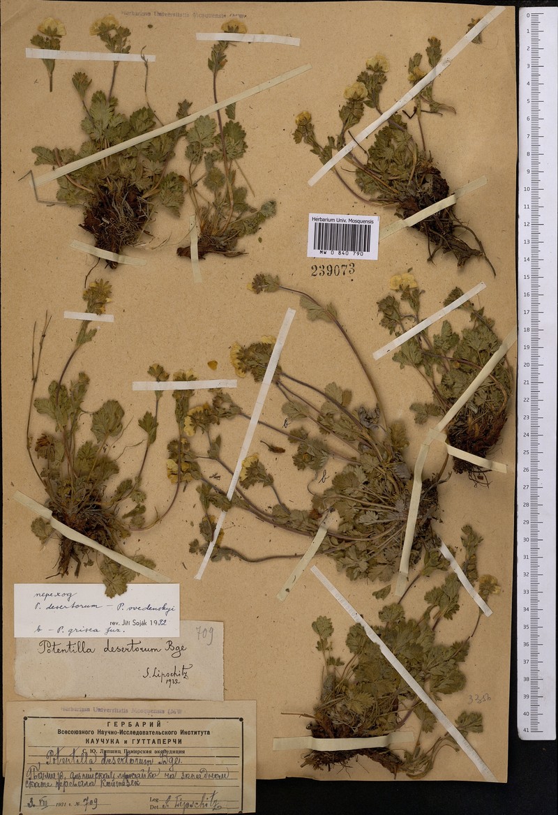Potentilla vvedenskyi photo 2