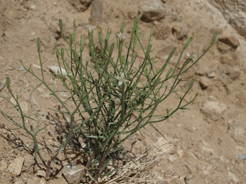 Kern Cinquefoil photo 5