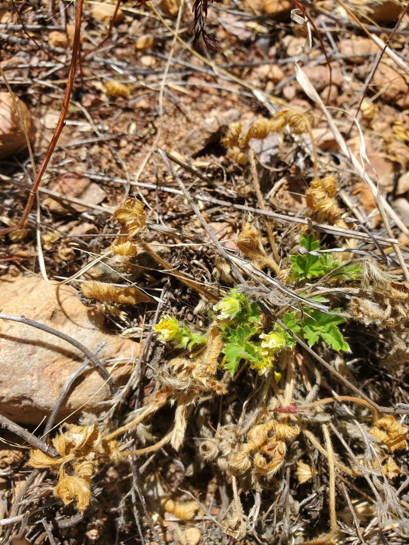 Kern Cinquefoil
