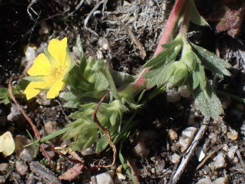 Kern Cinquefoil photo 2