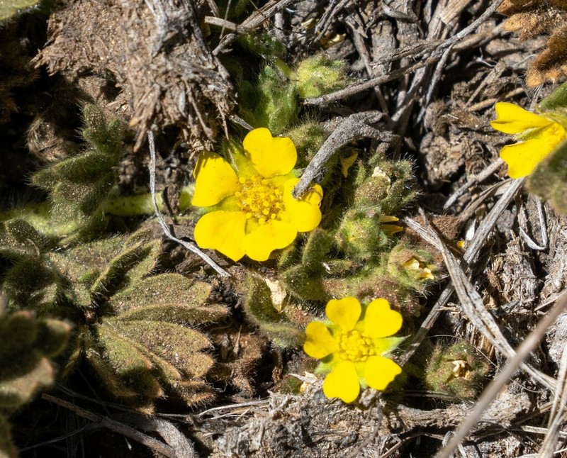 Kern Cinquefoil photo 3