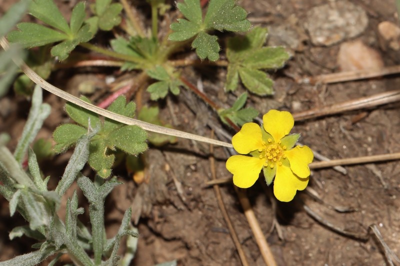 Kern Cinquefoil photo 4