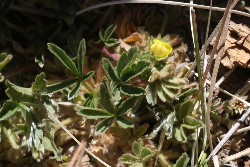 Kern Cinquefoil photo 5