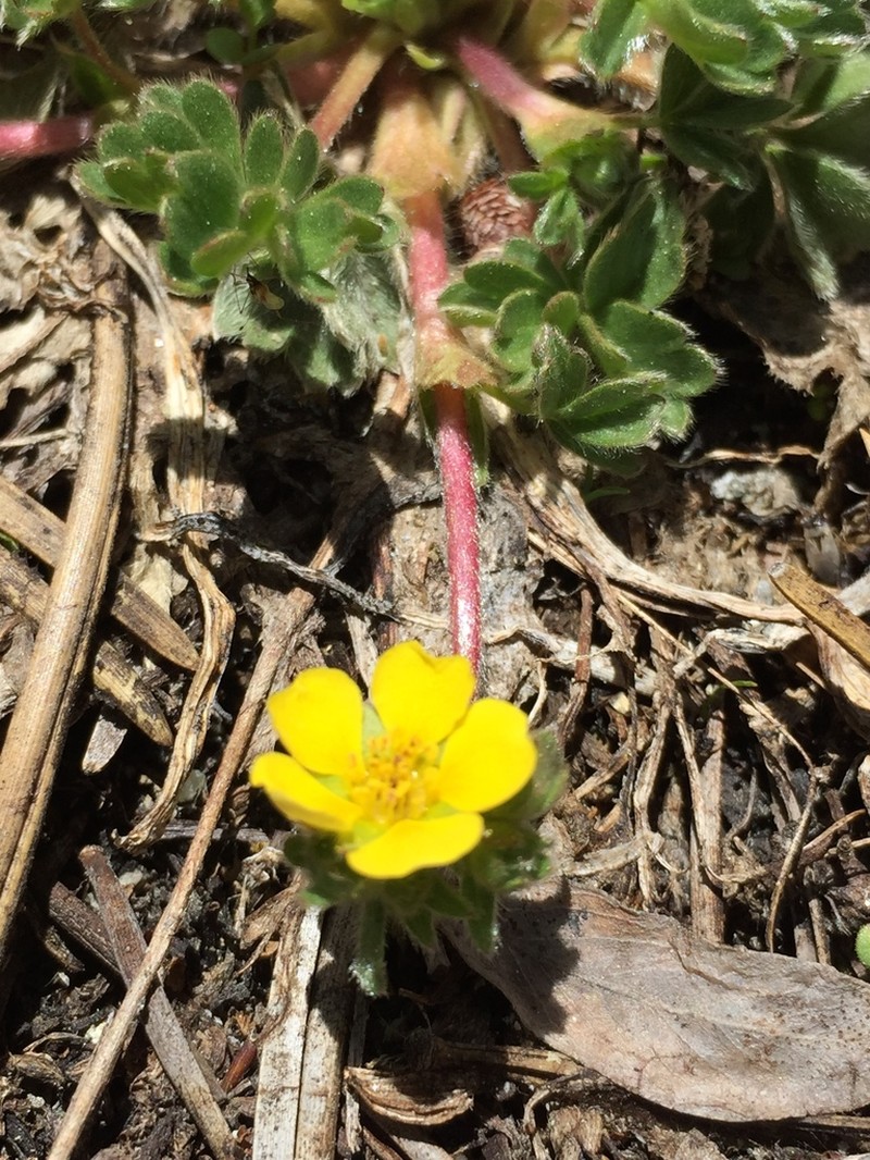Kern Cinquefoil photo 6