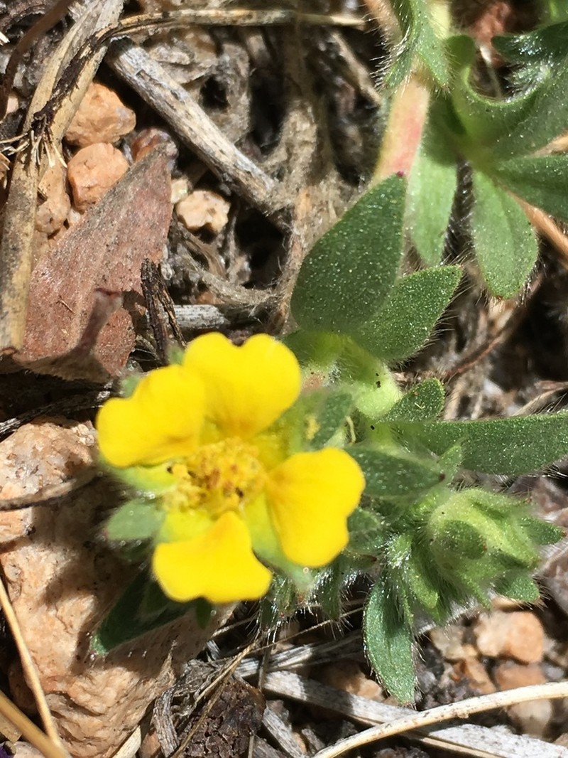 Kern Cinquefoil photo 7