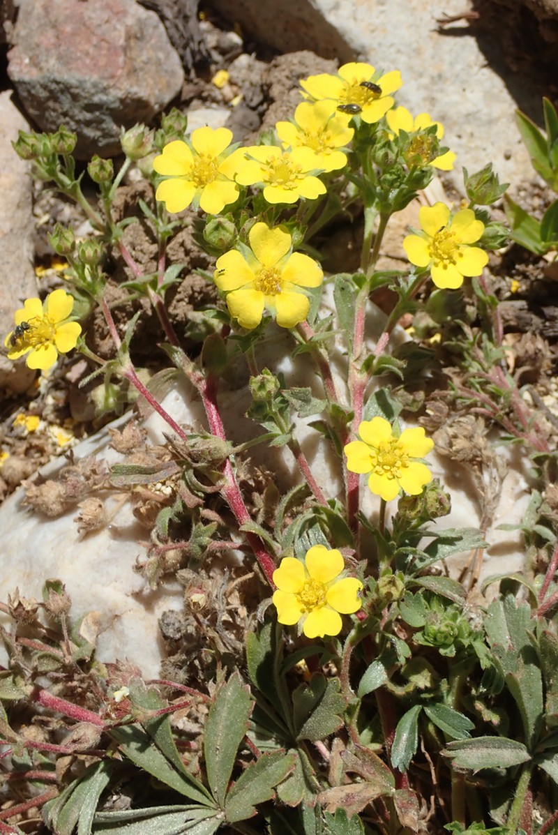 Kern Cinquefoil photo 8