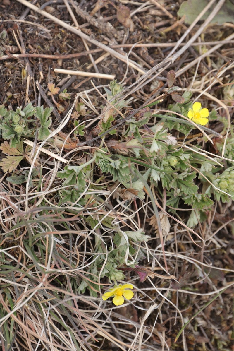Potentilla wimanniana