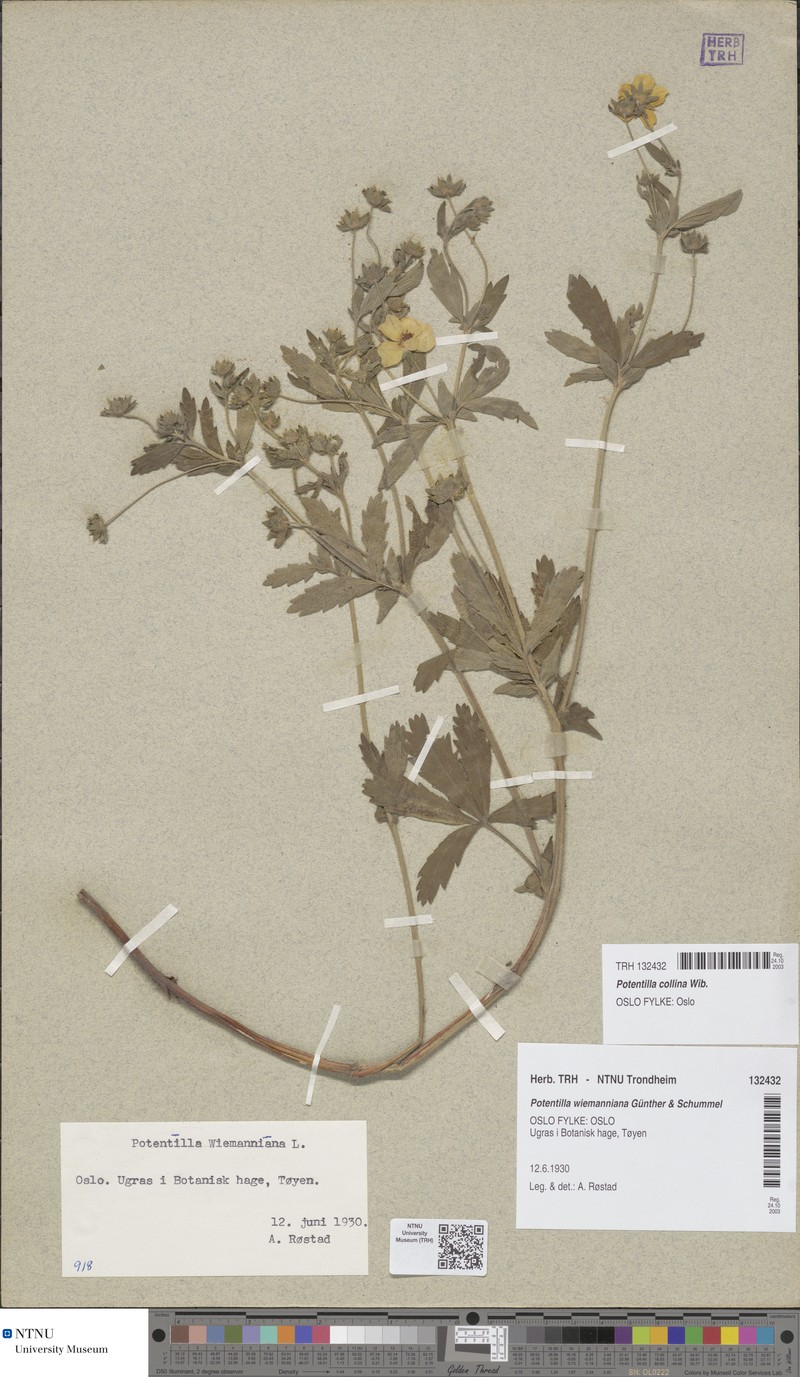 Potentilla wimanniana photo 2