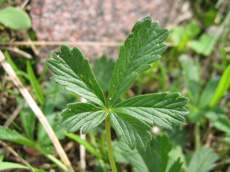 Potentilla wismariensis