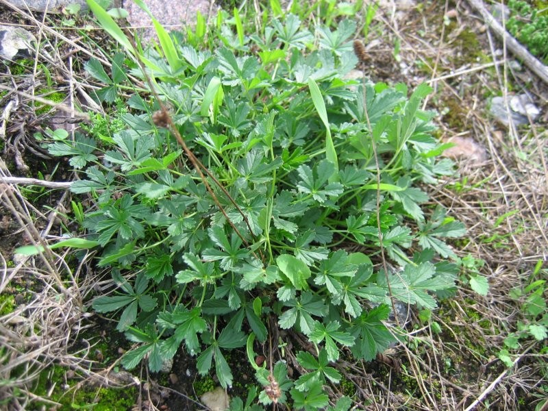 Potentilla wismariensis photo 2