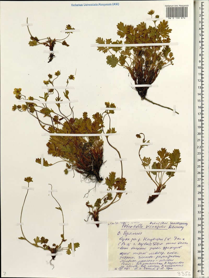 Potentilla wrangelii