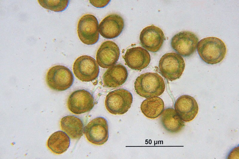 Intermediate Pottia Moss