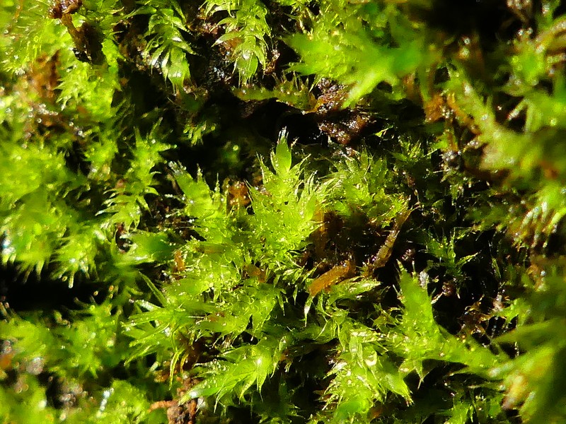Intermediate Pottia Moss