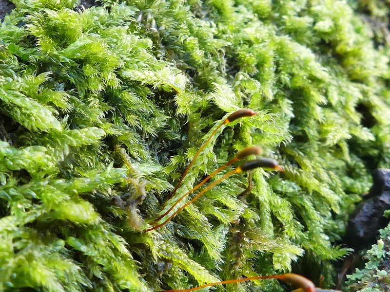 Intermediate Pottia Moss photo 2