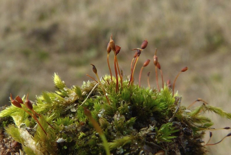 Intermediate Pottia Moss photo 3