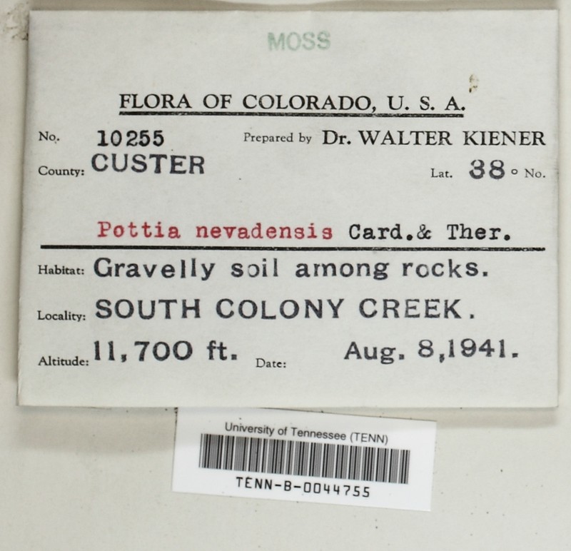 Nevada Pottia Moss