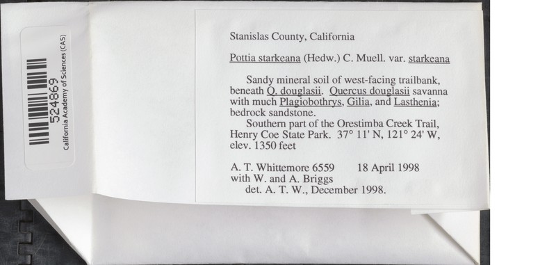Starke's Pottia Moss