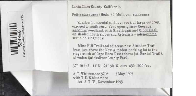 Starke's Pottia Moss photo 2