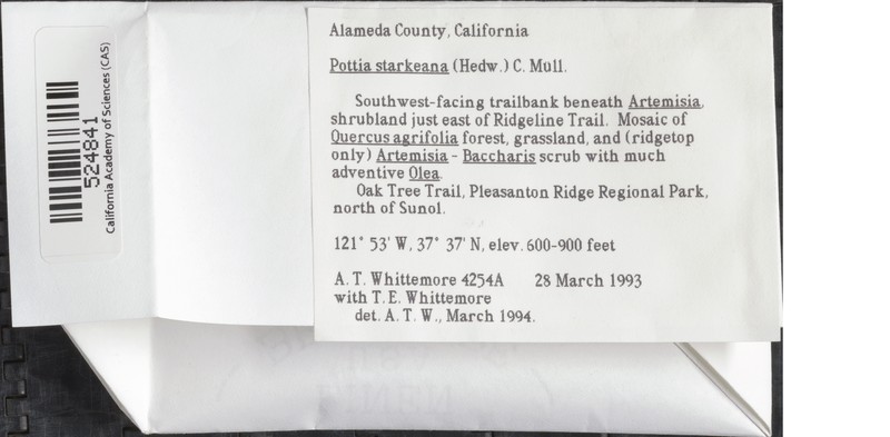Starke's Pottia Moss photo 4