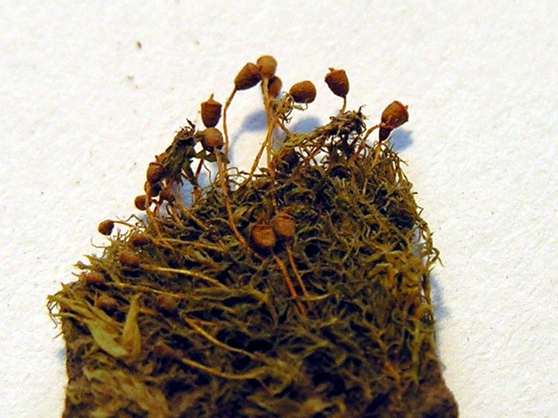 Truncate Pottia Moss