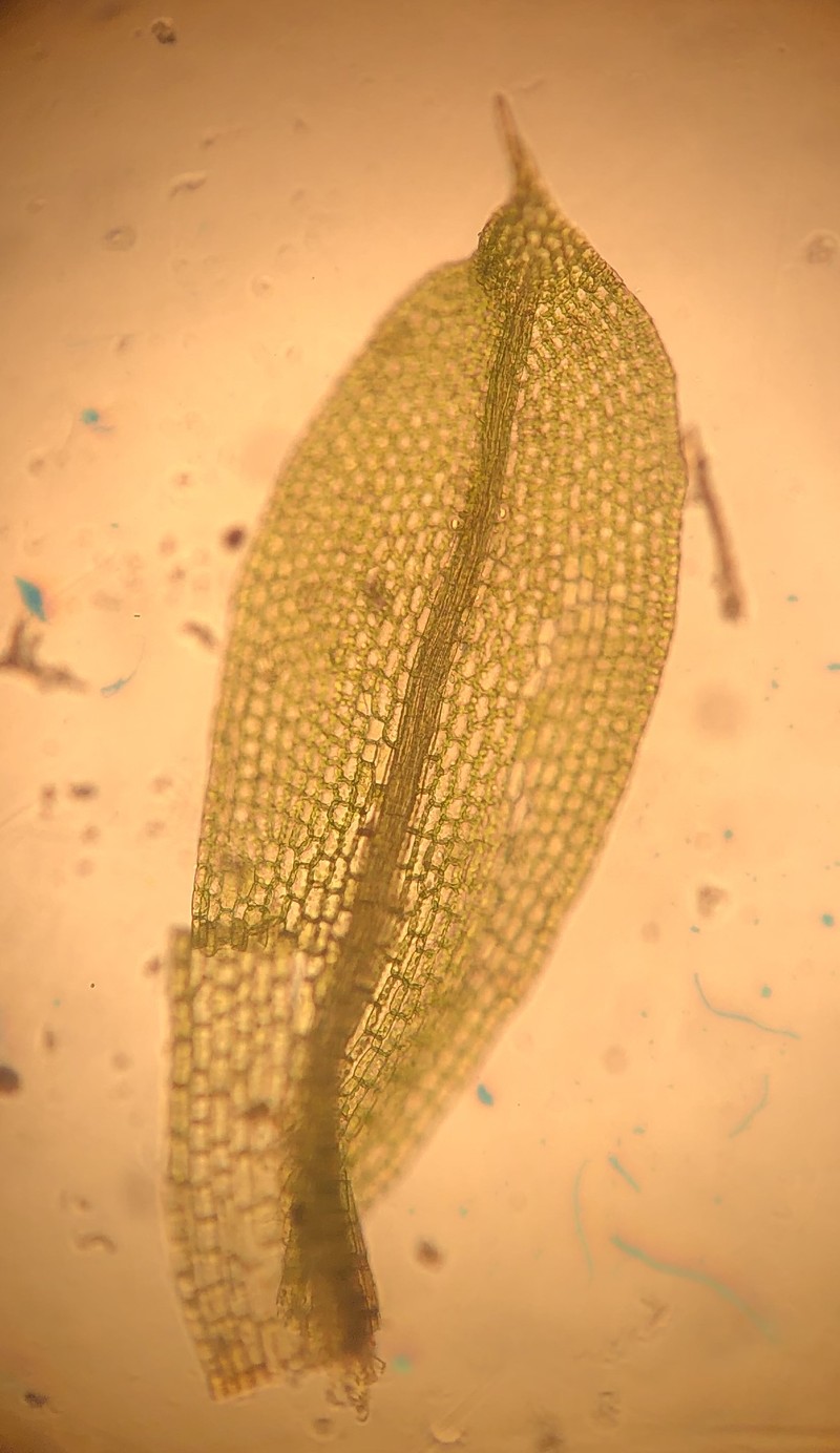 Truncate Pottia Moss