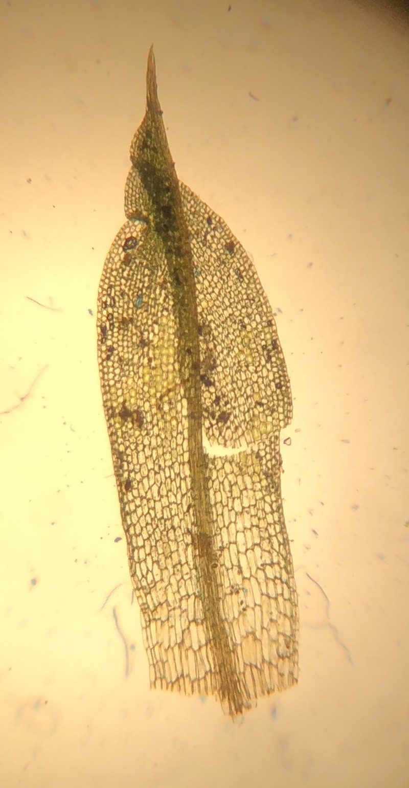 Truncate Pottia Moss photo 2