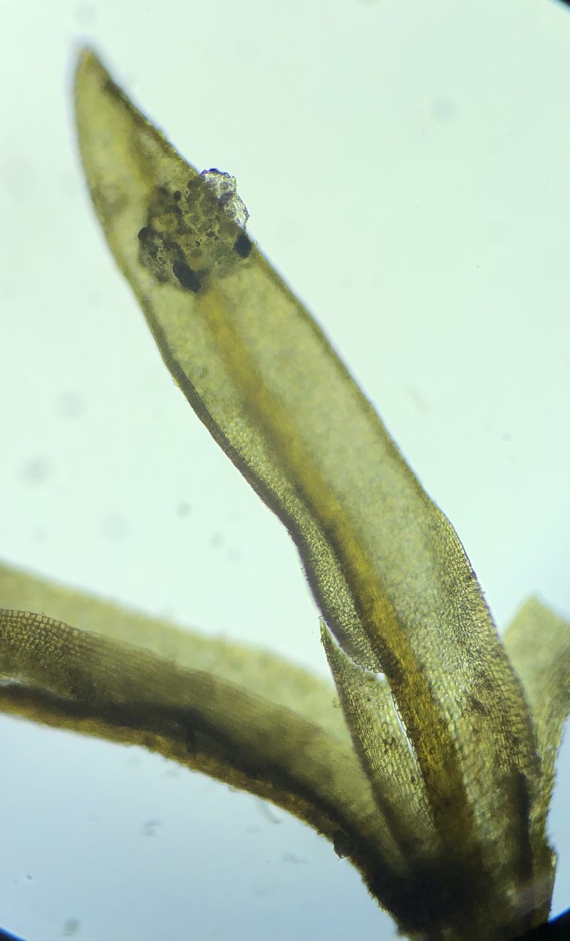 Truncate Pottia Moss photo 3