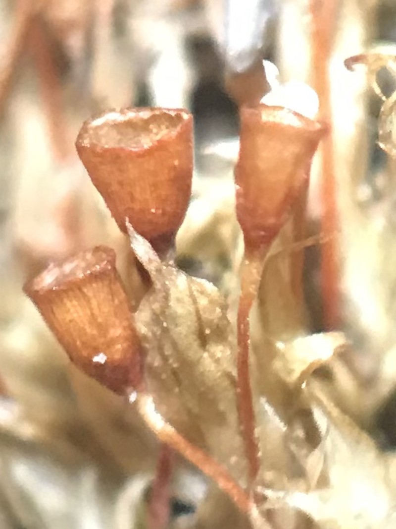 Truncate Pottia Moss photo 4