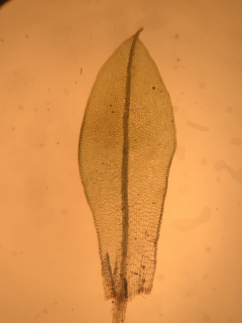 Truncate Pottia Moss photo 5