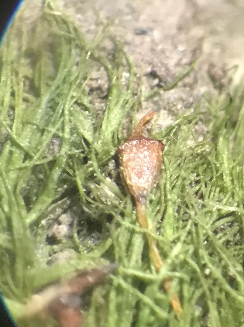 Truncate Pottia Moss photo 6
