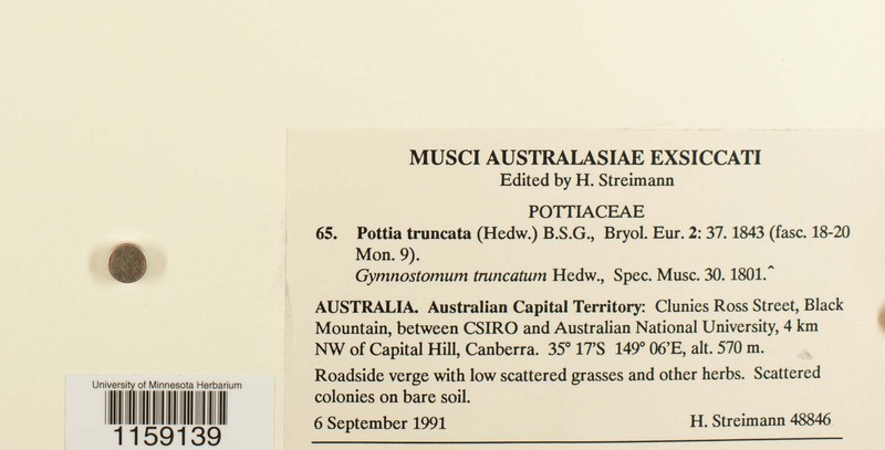 Truncate Pottia Moss photo 7