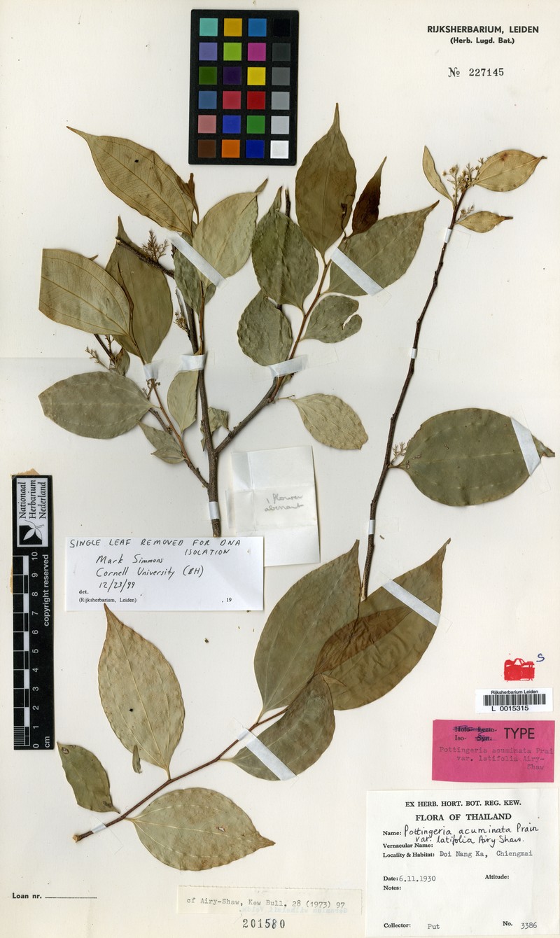 Pottingeria acuminata var. latifolia