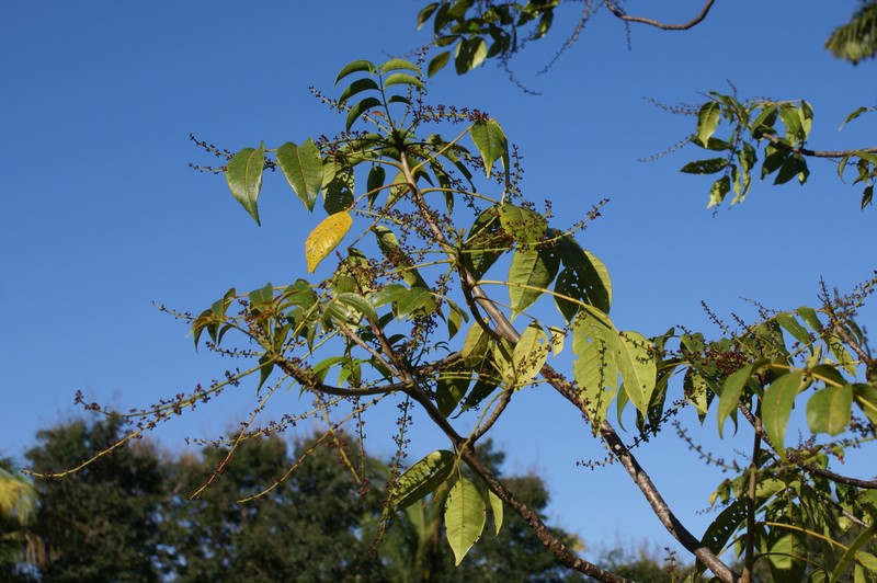 Poupartia borbonica