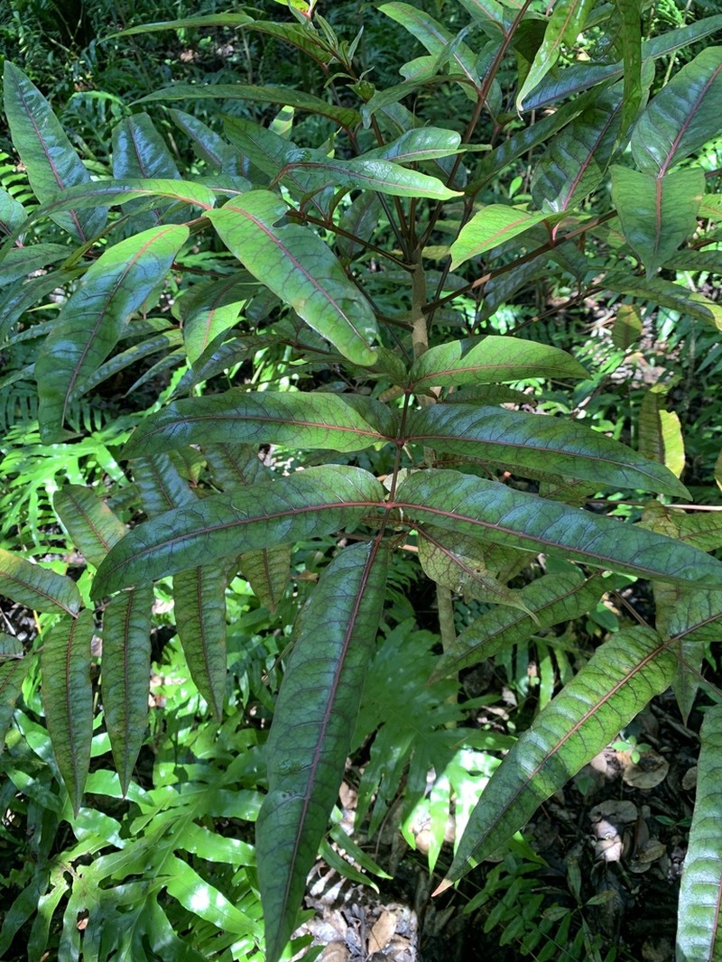 Poupartia borbonica photo 2