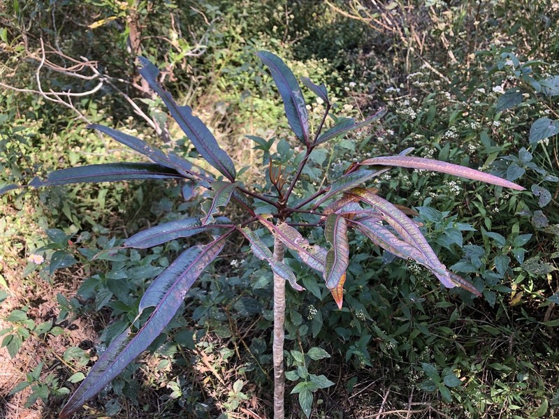 Poupartia borbonica photo 5