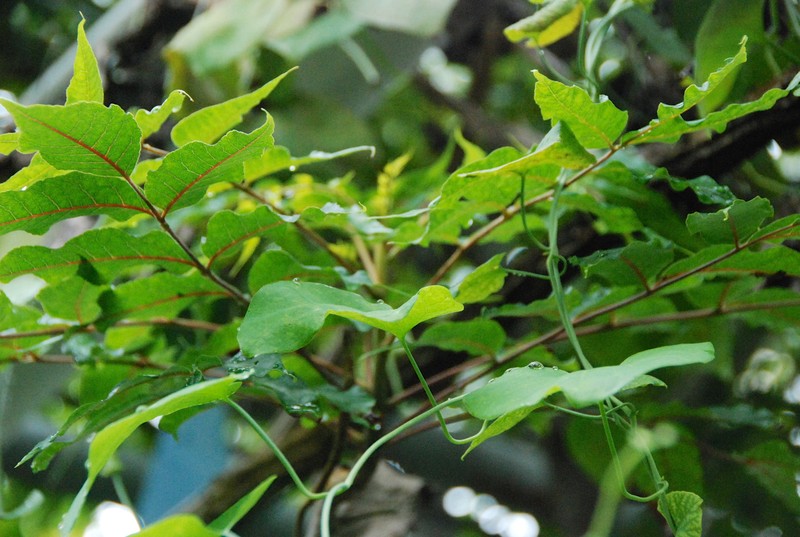 Poupartia castanea