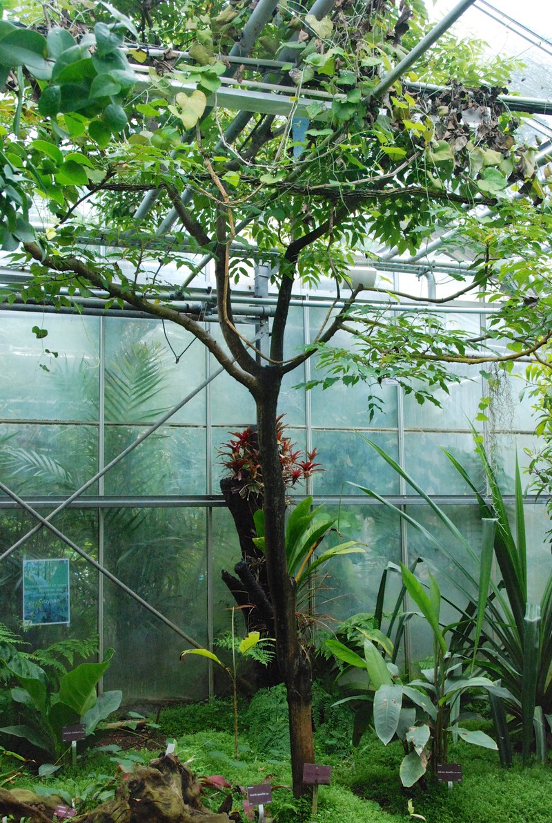 Poupartia castanea photo 2