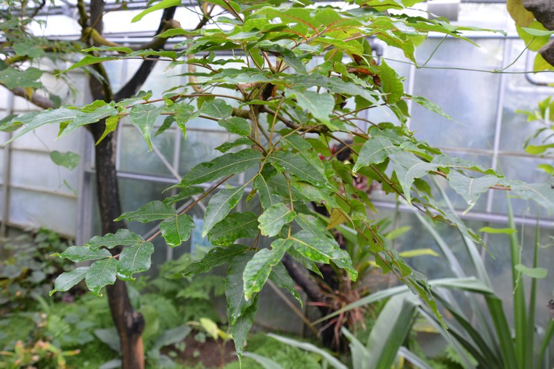 Poupartia castanea photo 3