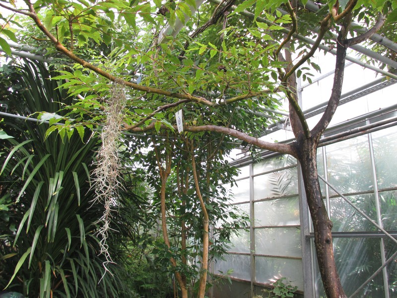 Poupartia castanea photo 4