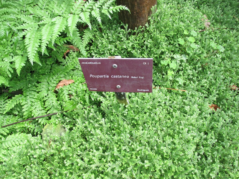 Poupartia castanea photo 5