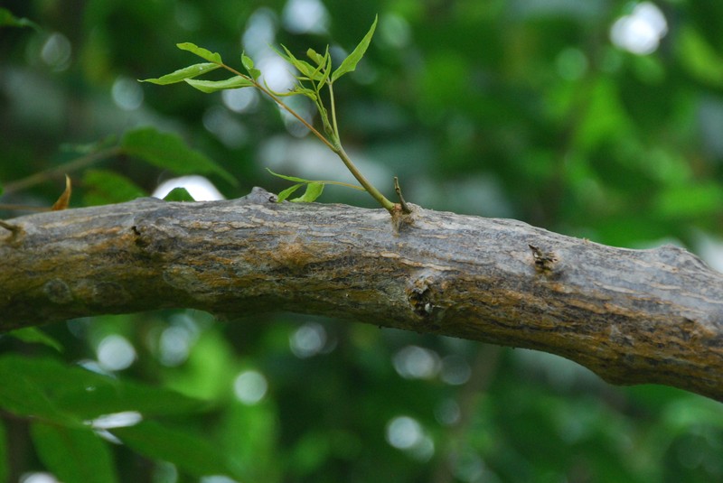 Poupartia castanea photo 6