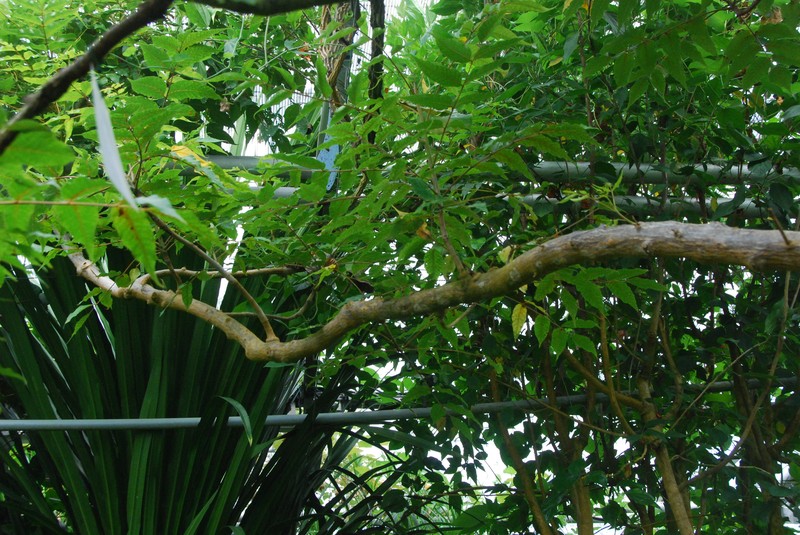 Poupartia castanea photo 7