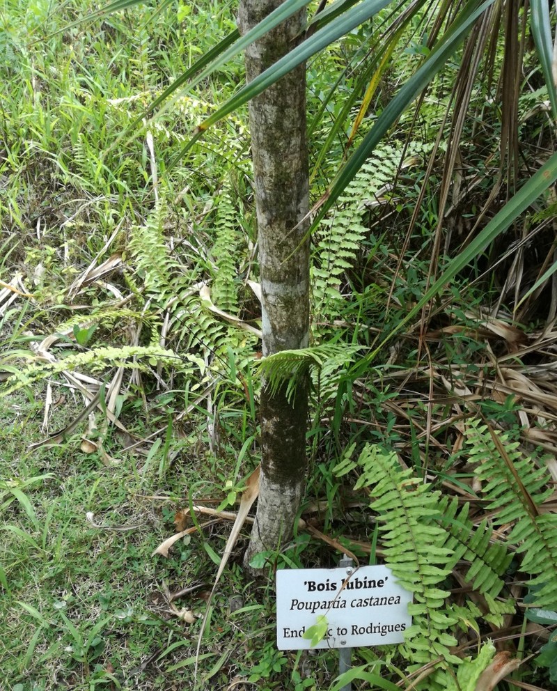 Poupartia castanea photo 8