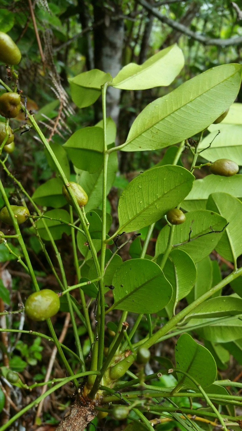 Poupartia chapelieri