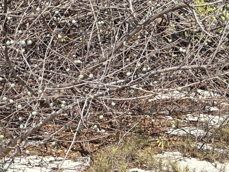 Poupartia minor photo 3